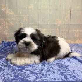 Shih Tzu/Yorkshire Terrier