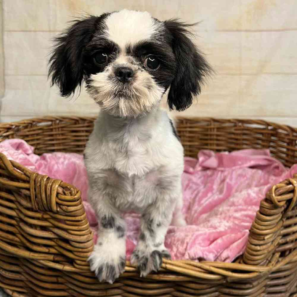 carousel pet images