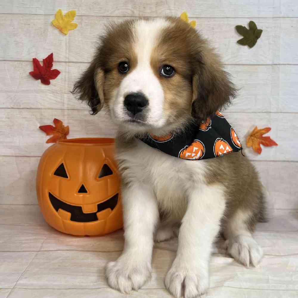 carousel pet images