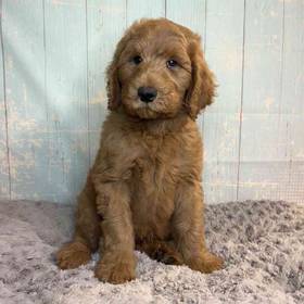Golden Retriever/ Poodle