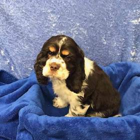 Cocker Spaniel
