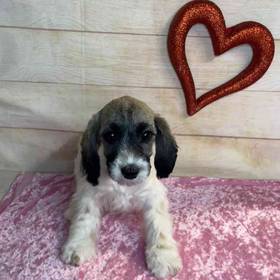 Cocker Spaniel/Poodle