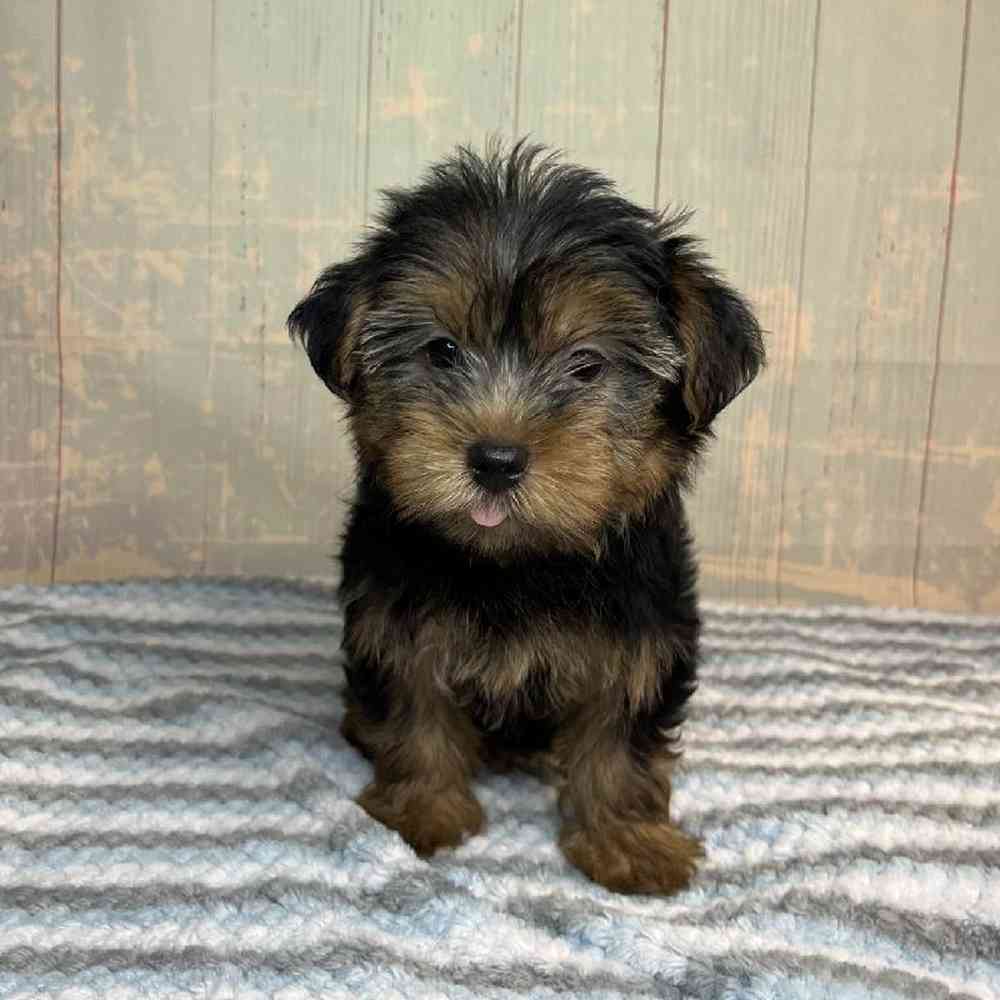 Image of a pet breed in the gallery