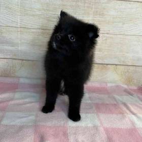 Pomeranian