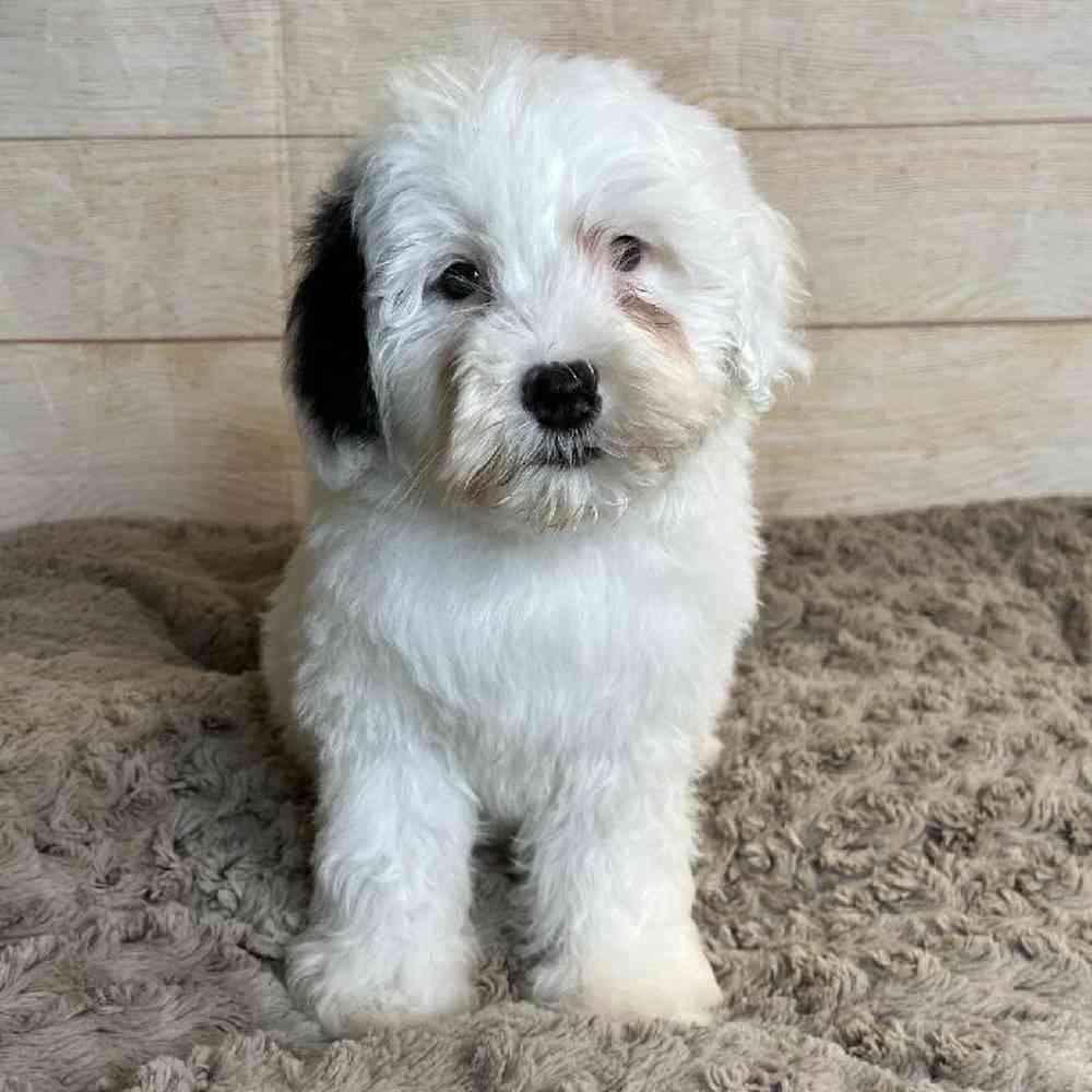 carousel pet images