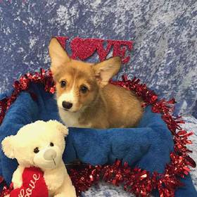 Pembroke Welsh Corgi