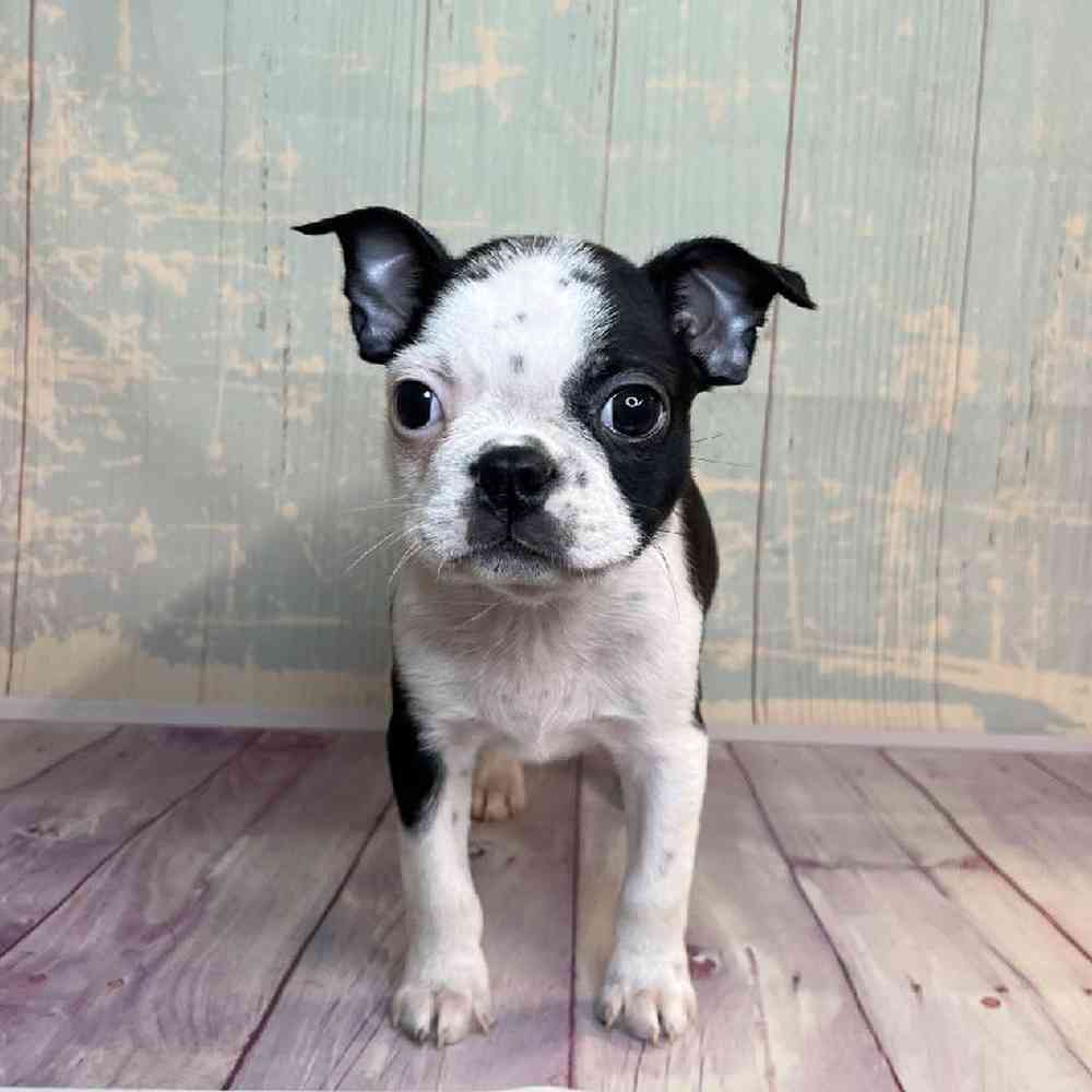 Image of a pet breed in the gallery