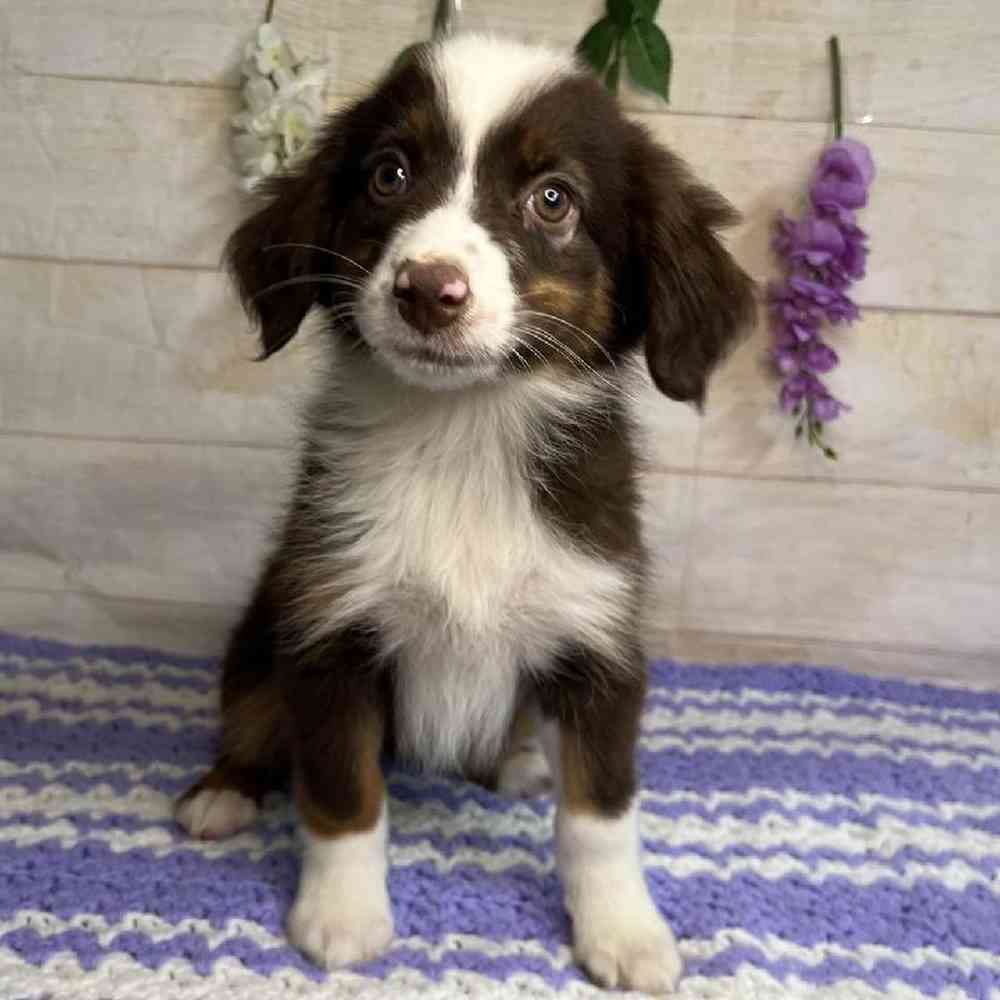 carousel pet images