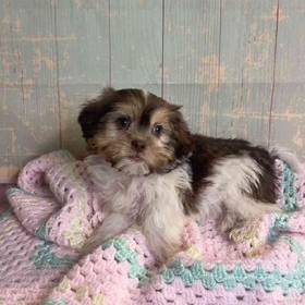 Shih Tzu/Yorkshire Terrier