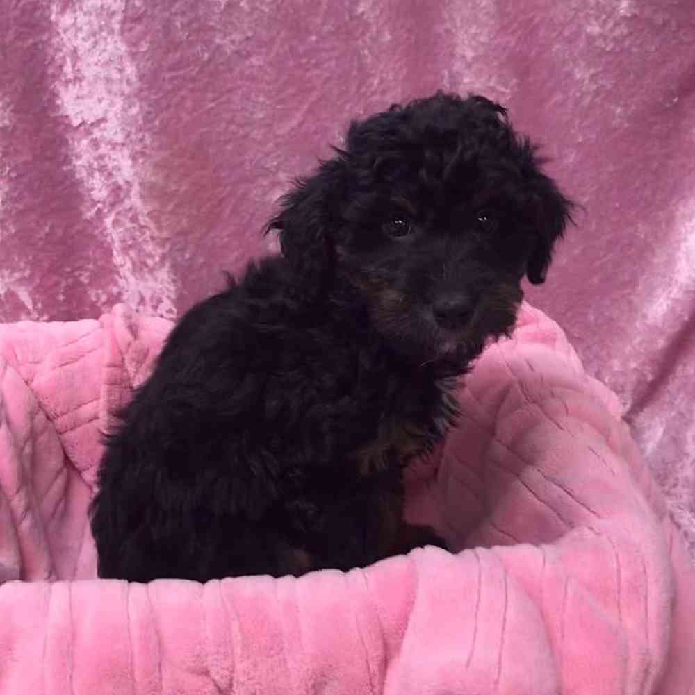 Shepherd poodle for best sale sale
