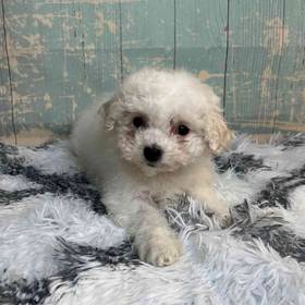 Bichon Frise