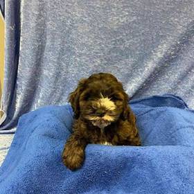 Cocker Spaniel/Poodle