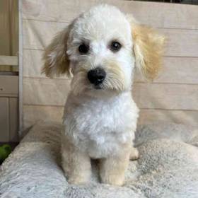 Havanese/Poodle