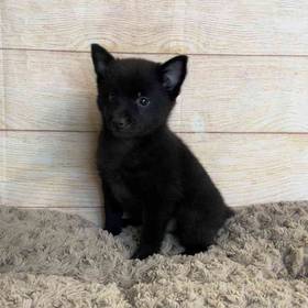 Schipperke