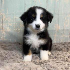 Standard/ Miniature Australian Shepherd