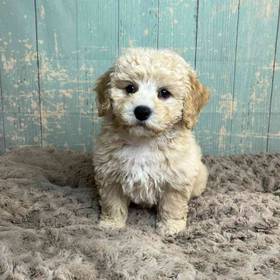 Poodle