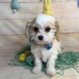 Cavalier King Charles Spaniel/ Bichon Frise