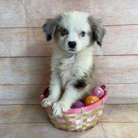 Miniature Australian Shepherd
