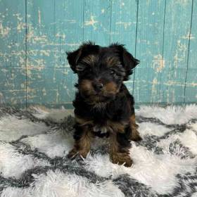 Yorkshire Terrier/Silky Terrier