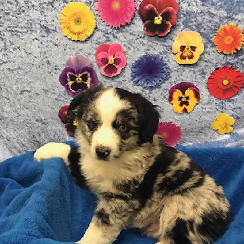 Mini Aussie Puppies Near Me – Discover The Ultimate Guide