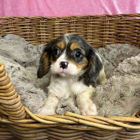 Cavalier King Charles Spaniel