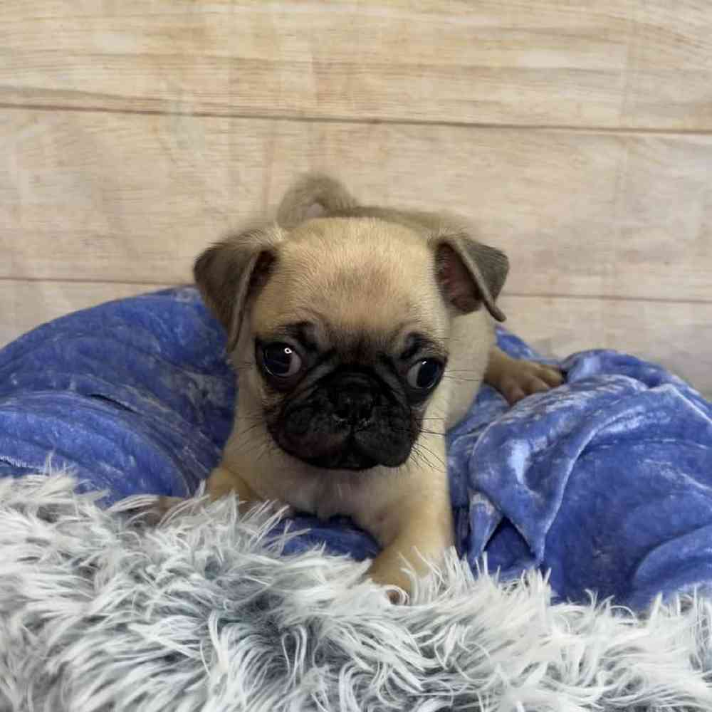 Image of a pet breed in the gallery