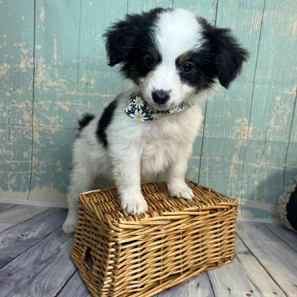carousel pet images