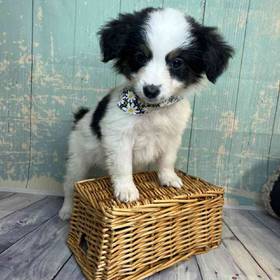 Miniature Australian Shepherd