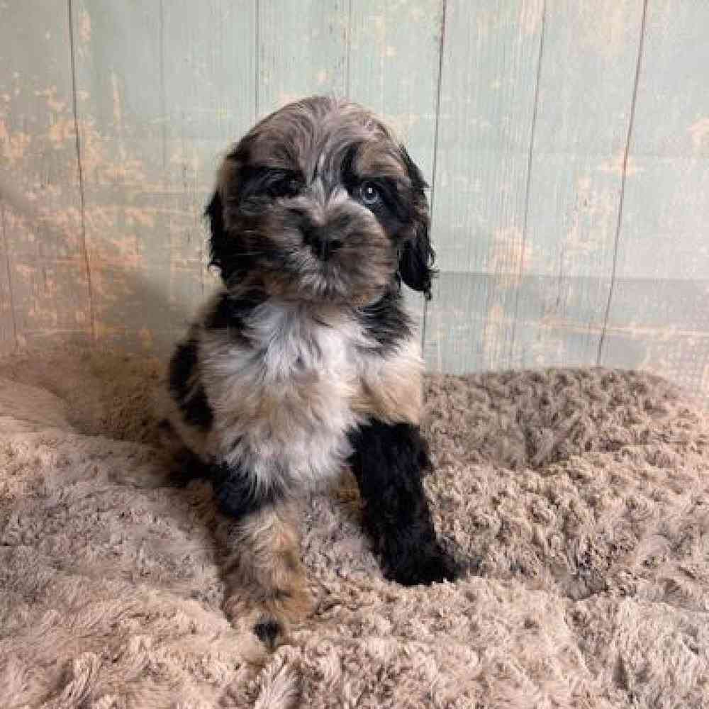 Image of a pet breed in the gallery