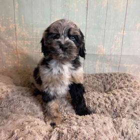Cocker Spaniel/Poodle