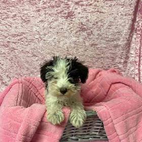 Miniature Schnauzer
