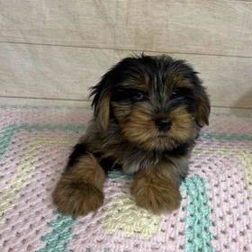 Yorkshire Terrier-Cocker Spaniel/Poodle