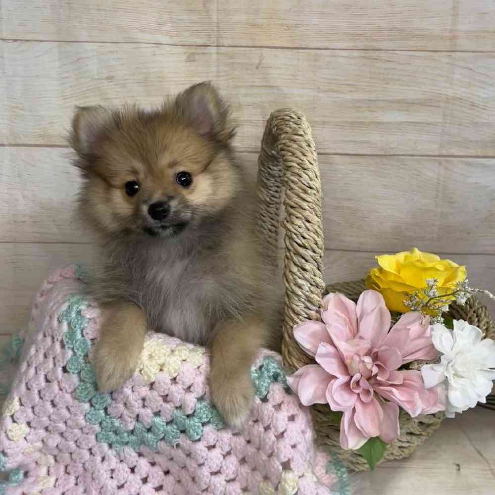 carousel pet images