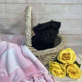 Yorkie-Poodle