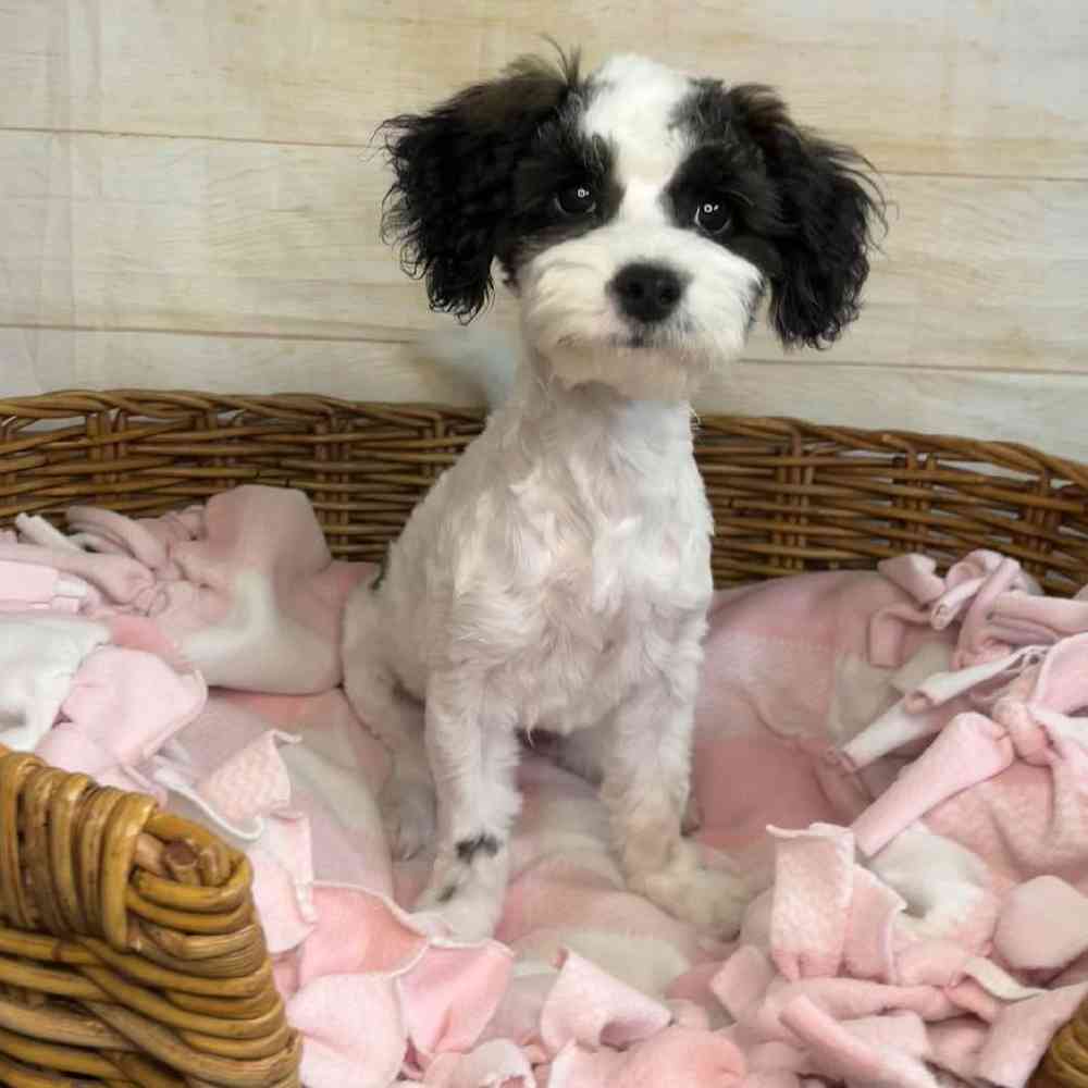 carousel pet images