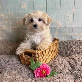 Maltese-Poodle