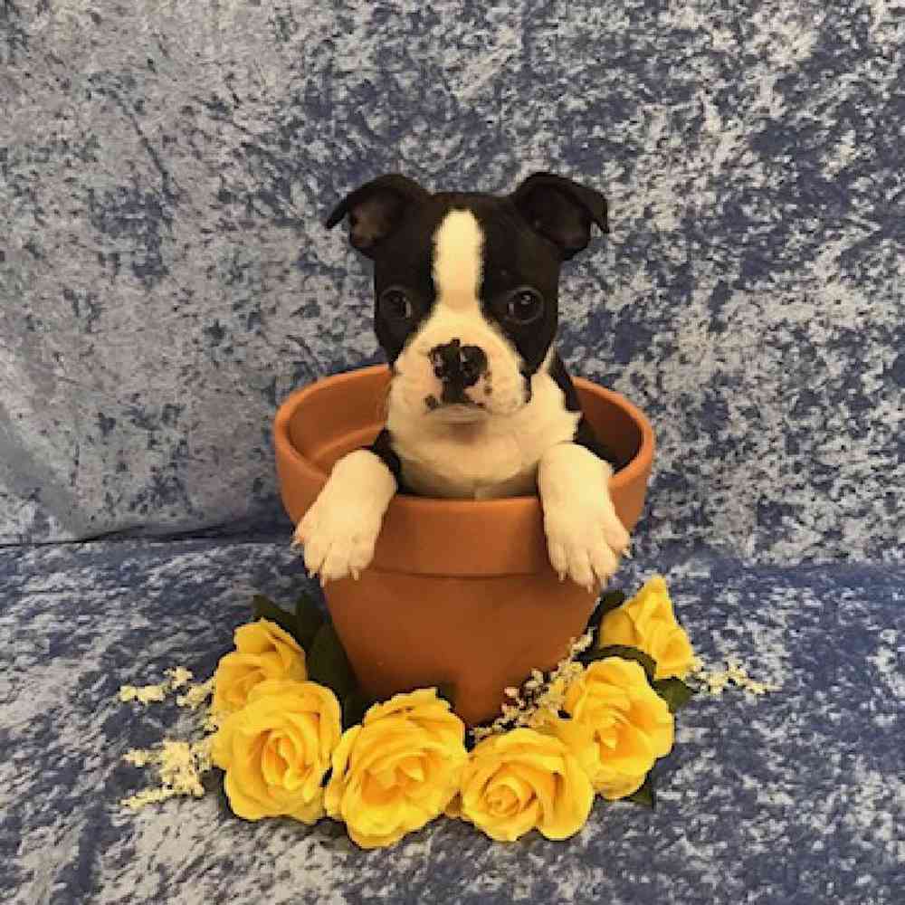 carousel pet images