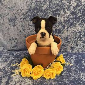 Boston Terrier