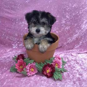 Silky terrier/ Bichon Frise