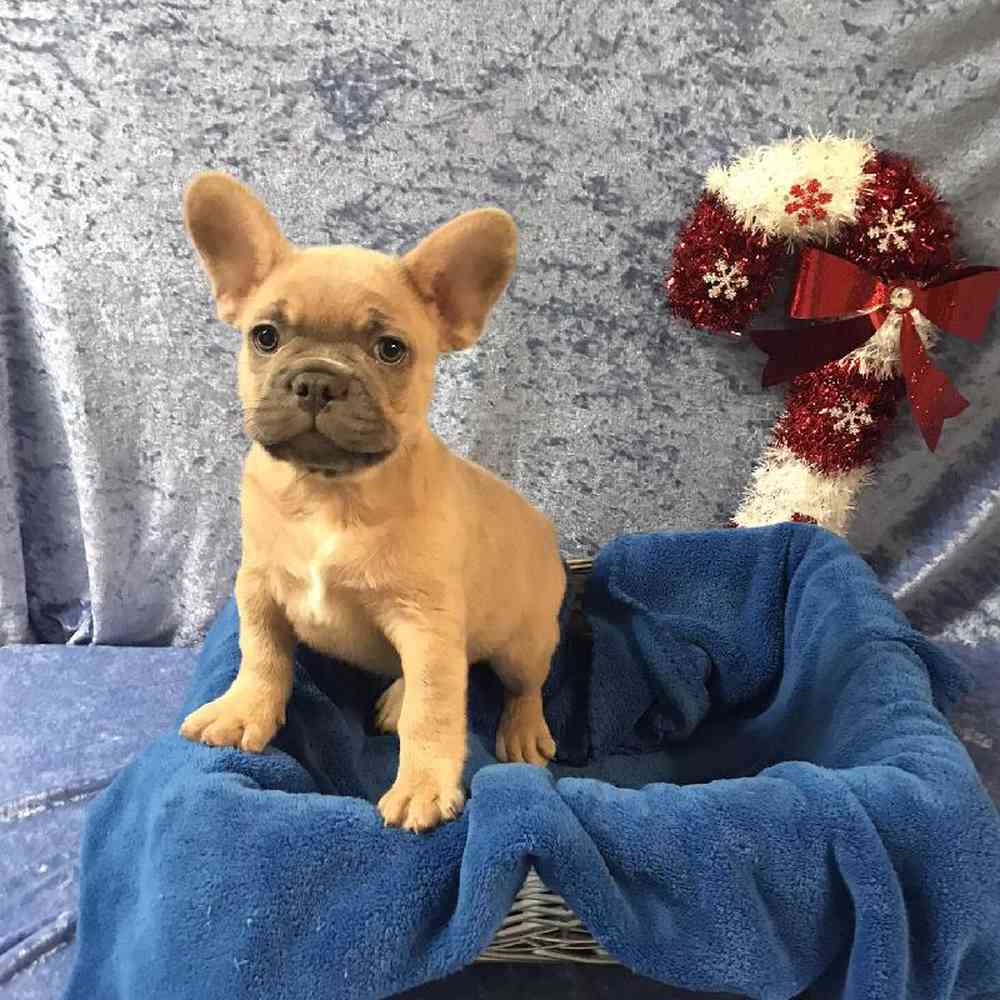 French Bulldog Puppy for sale Tullys Kennels