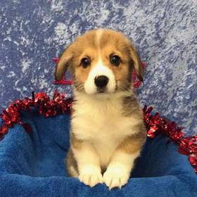 Pembroke Welsh Corgi