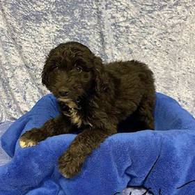 Miniature Australian Shepherd/ Poodle