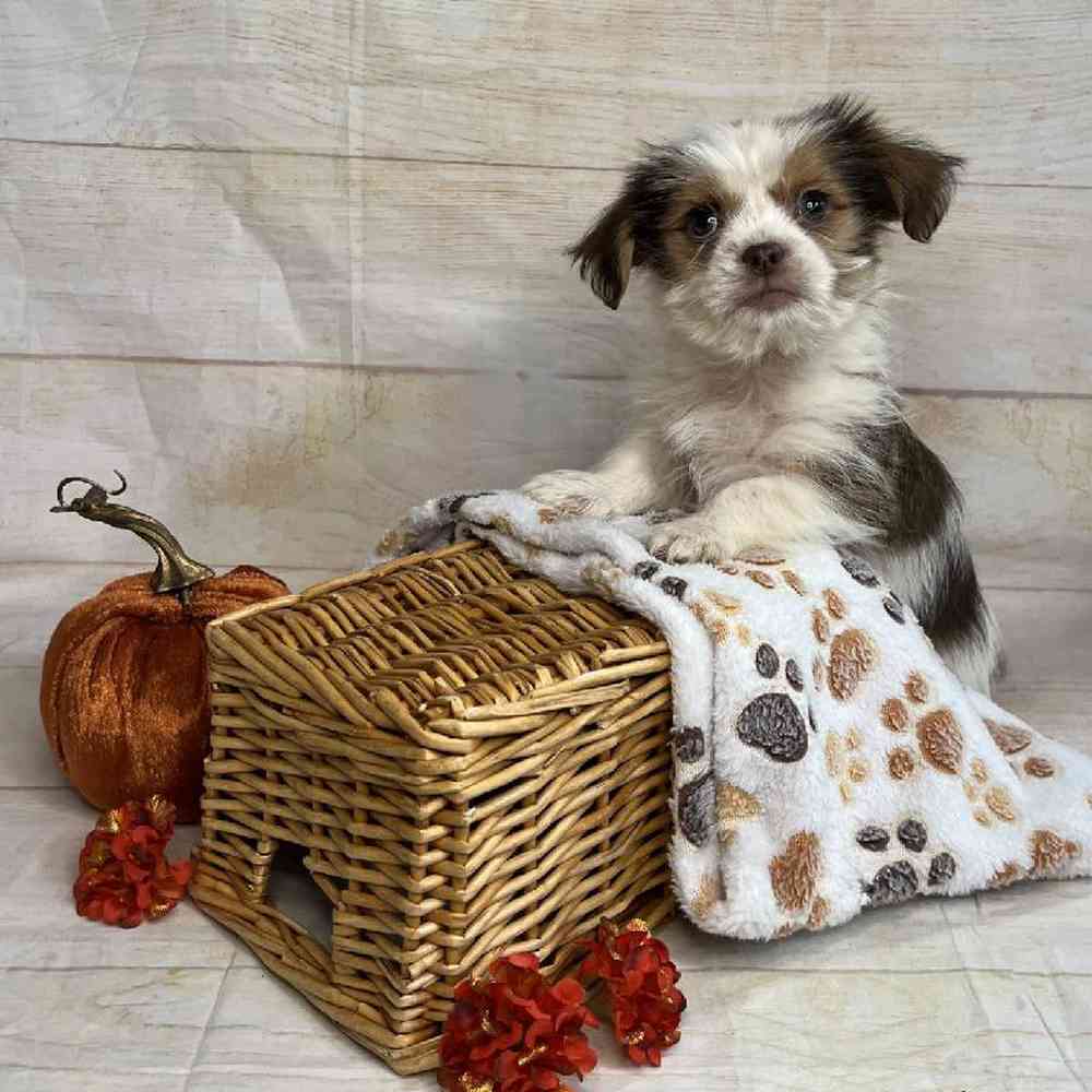 carousel pet images