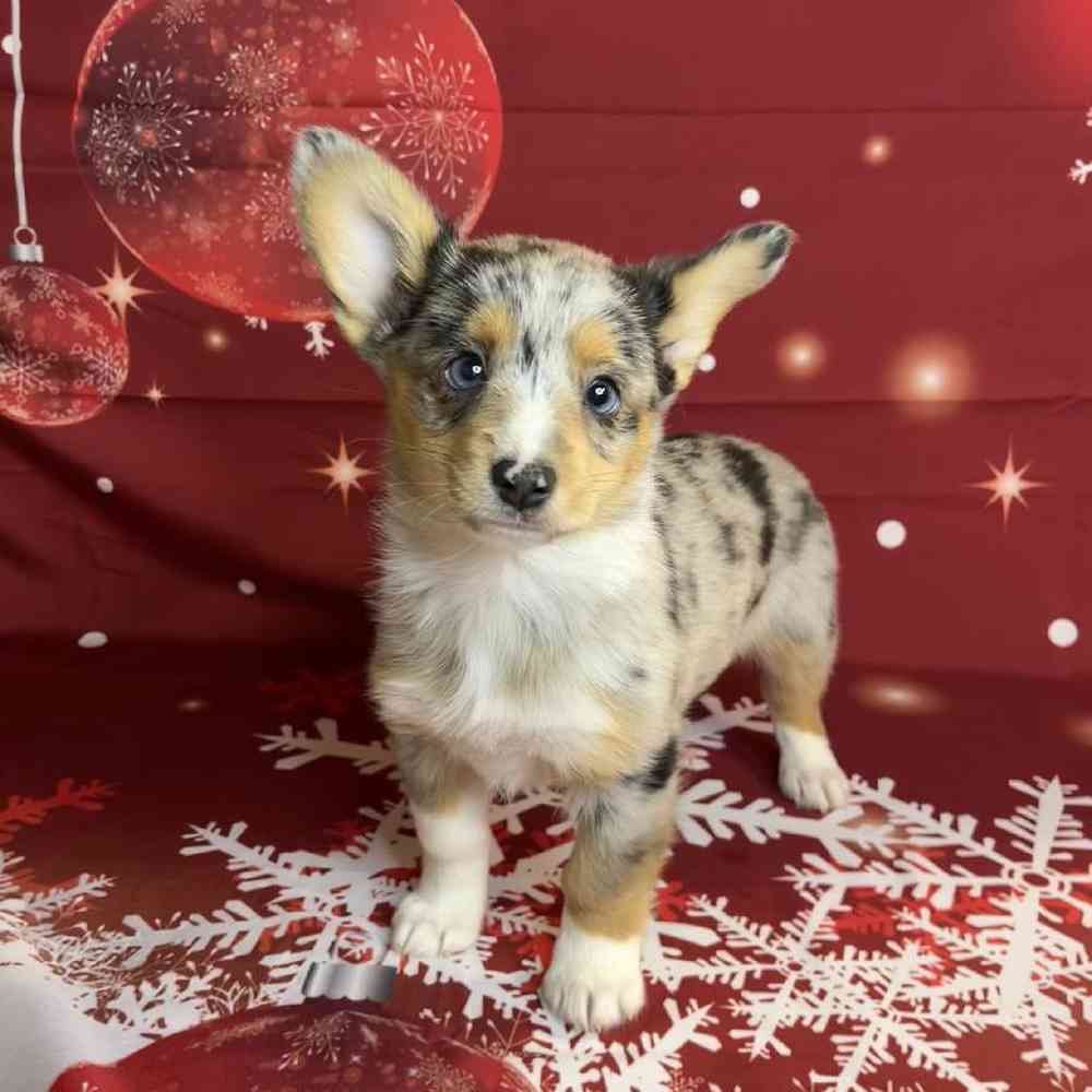 carousel pet images