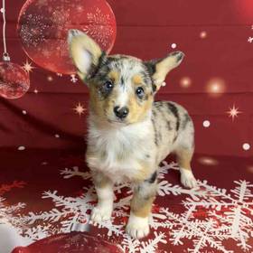 Pembroke Welsh Corgi/Miniature Australian Shepherd