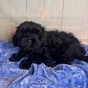 ShihTzu/Poodle