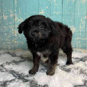 Miniature Australian Shepherd/ Poodle