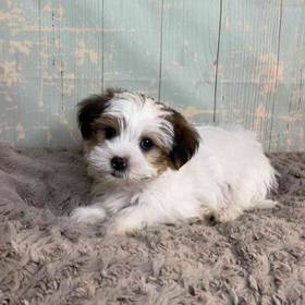 ShihTzu/Yorkie