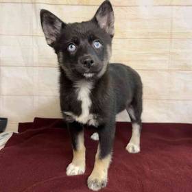 Pomeranian/Siberian Husky