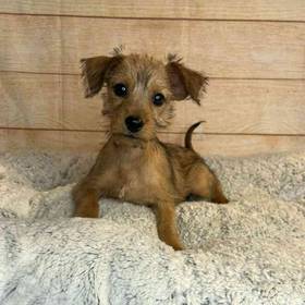 Terrier Mix